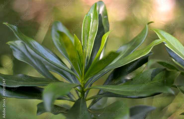 Laureola 