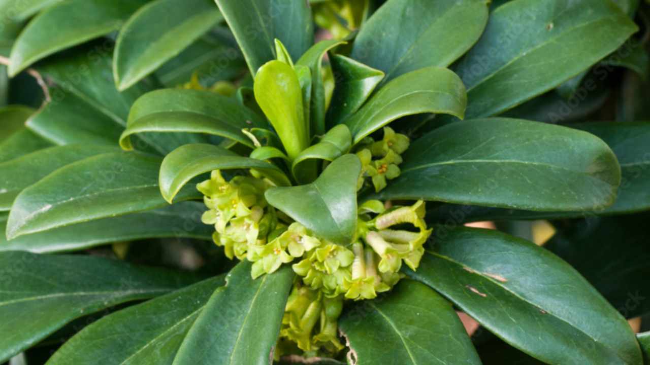 Laureola 