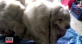Ha più di 15 kg di pelo: trovato in una stalla il cucciolo è libero – VIDEO