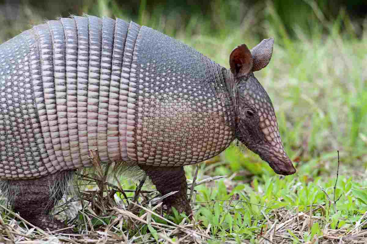 Le caratteristiche dell'armadillo: cosa fa questo animale