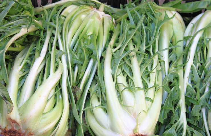 puntarelle raccolto