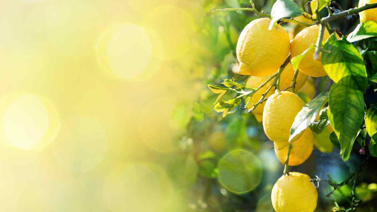 limone raccolta come fare metodo