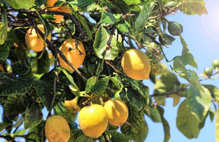 Parassiti dei limoni