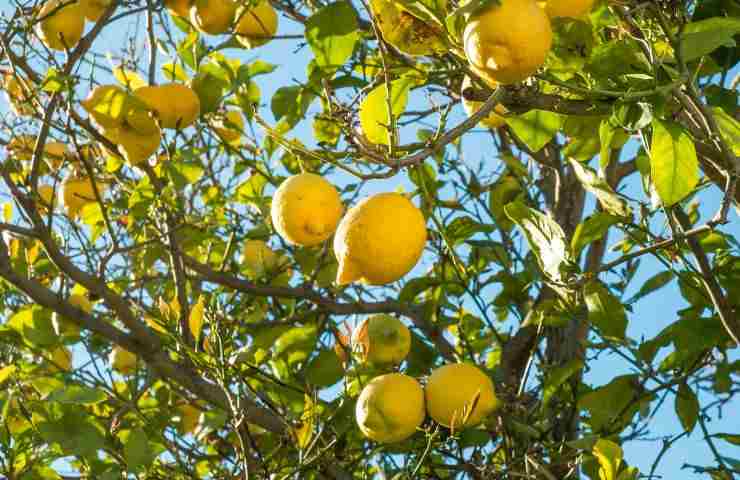 limone raccolta come fare metodo