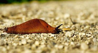 Lumache senza guscio in giardino o in casa: come allontanarle
