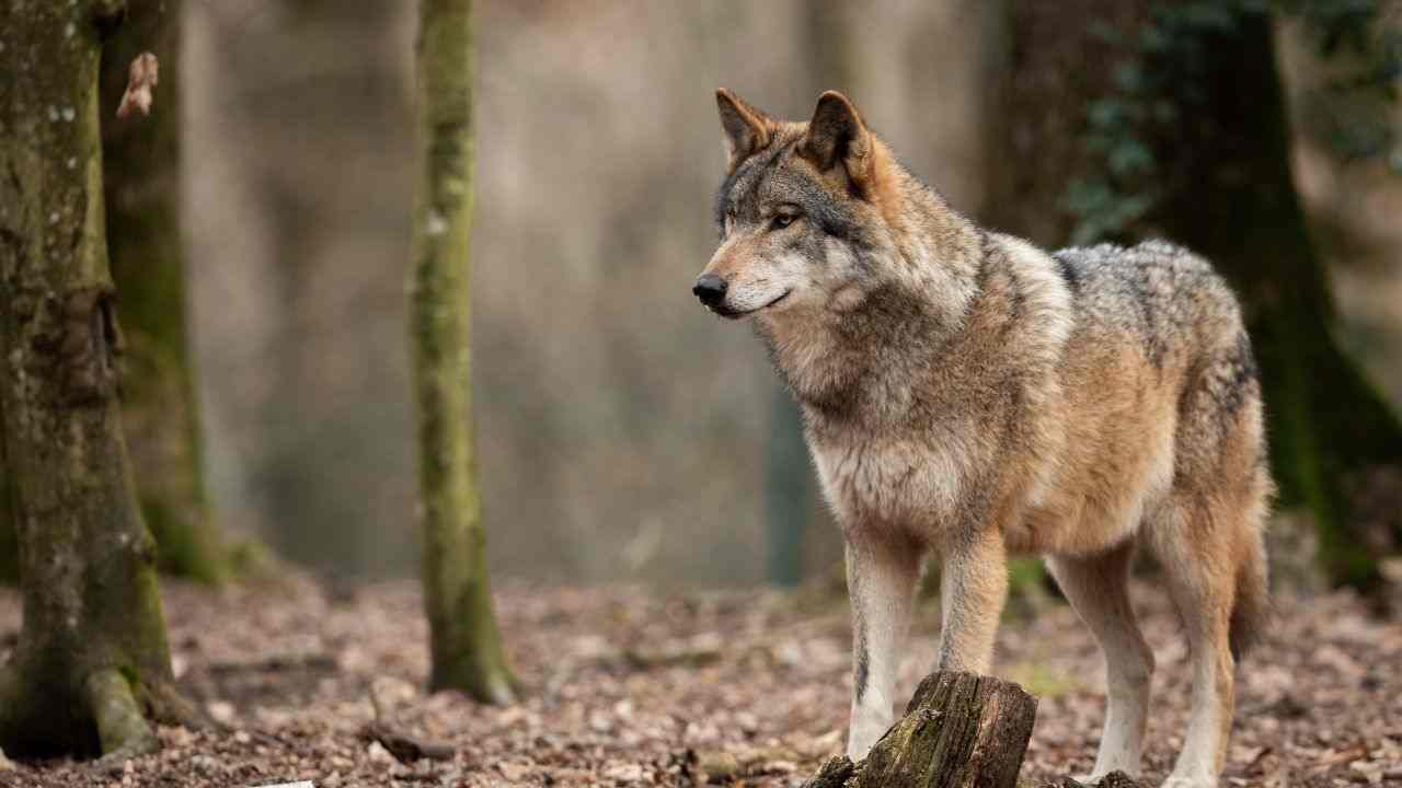 lupo comportamenti incontro cosa fare