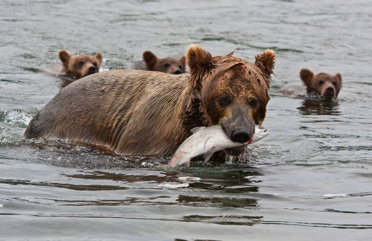 Mamma orsa salva i cuccioli