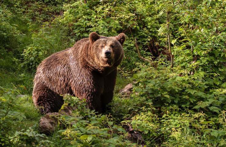 Orso