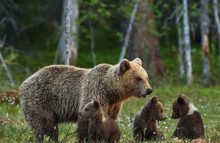 Cuccioli e mamma orsa