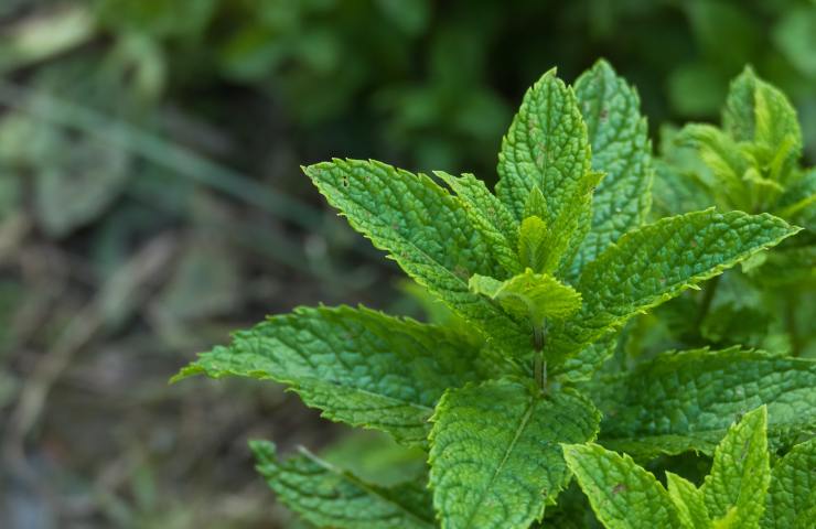 Menta romana tossica