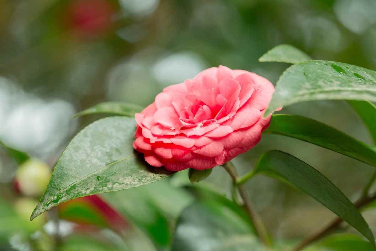 camelia rossa