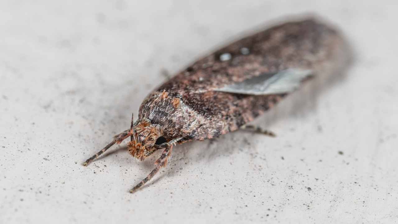 Mosca sul cibo: le conseguenze