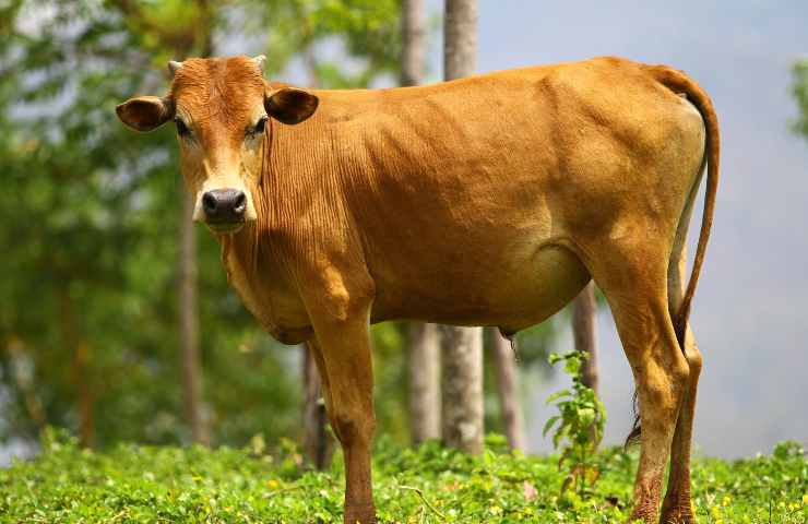 India mucca volante morto uomo binari