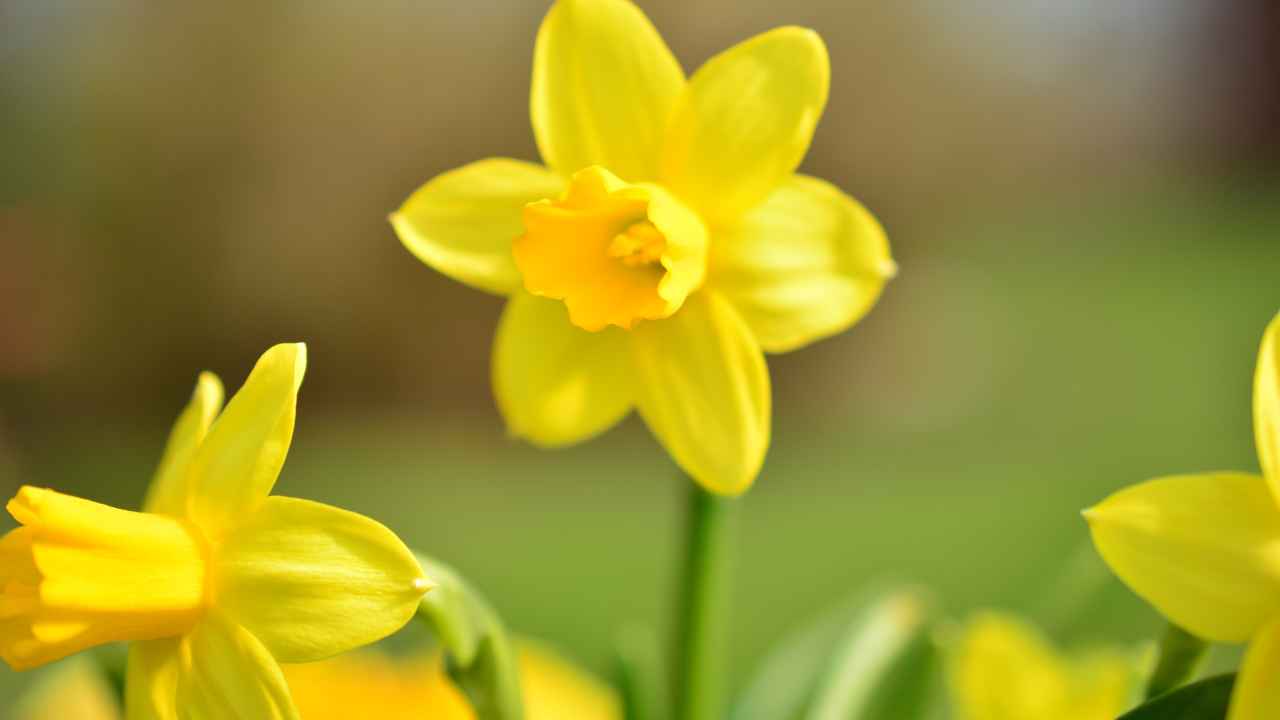 Narcisi fiori tecnica coltivazione