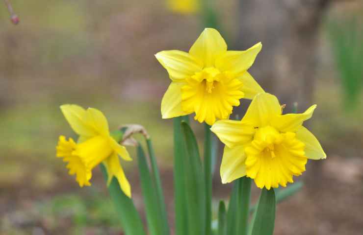 Narcisi fiori tecnica coltivazione