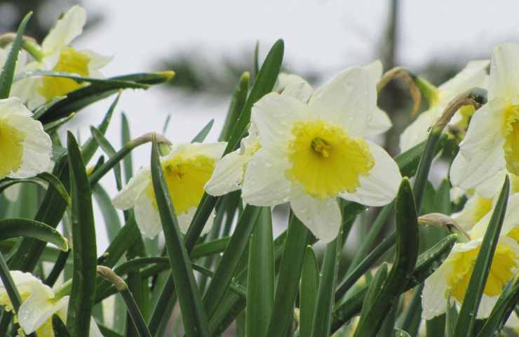 Narcisi fiori tecnica coltivazione