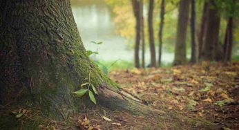Crisi climatica: la soluzione salvaguardare e reintrodurre determinate specie