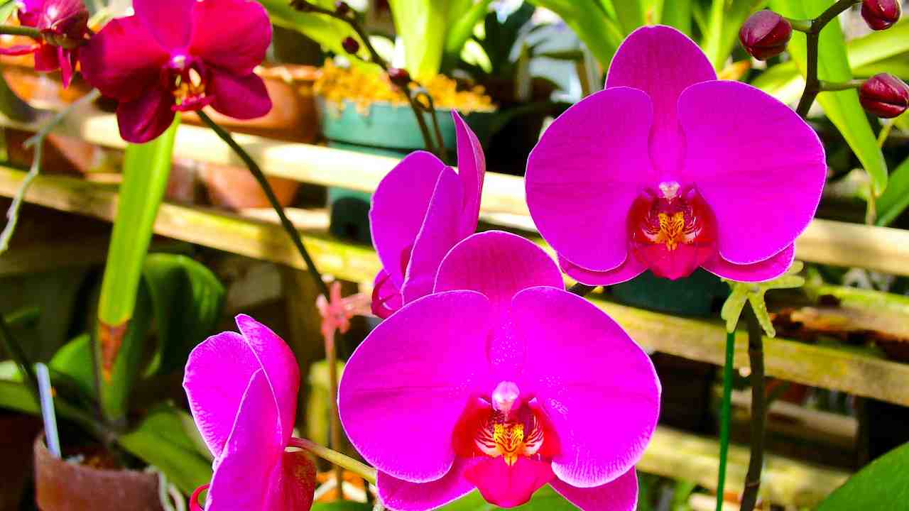 Stecche cannella supporto steli orchidea