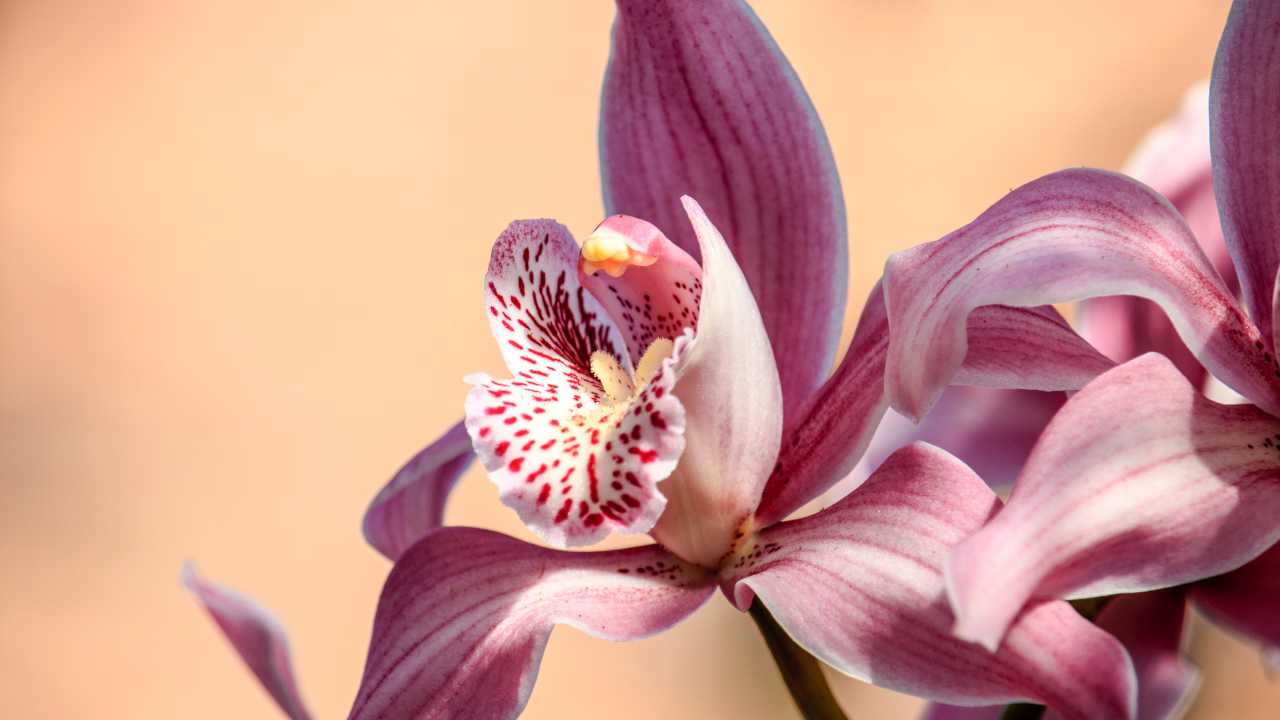 Orchidea letargo soluzioni luce acqua calore