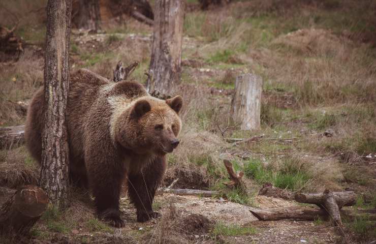 Orsa mamma attacca