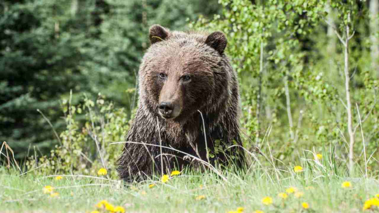 animali Italia pericolo consigli