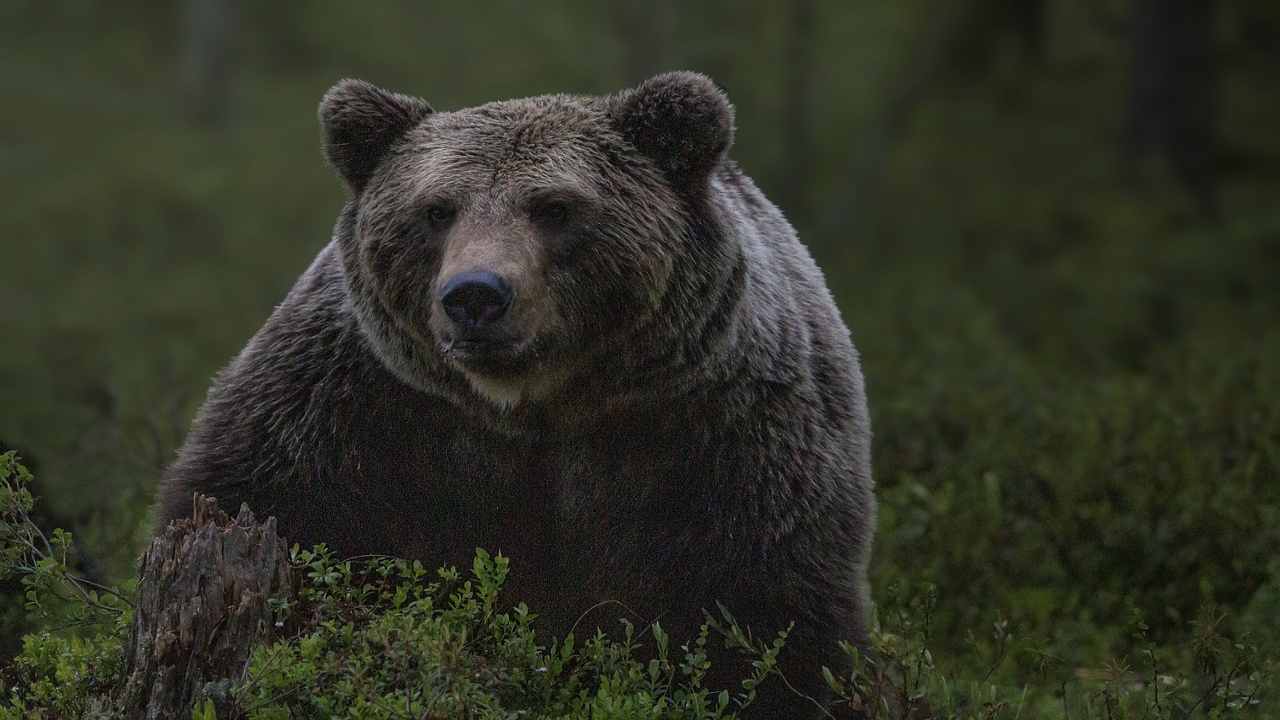 Andrea Papi ucciso catturato orso