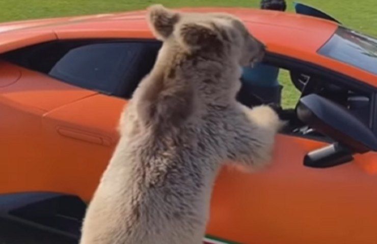 Orso stacca portiera Lamborghini video