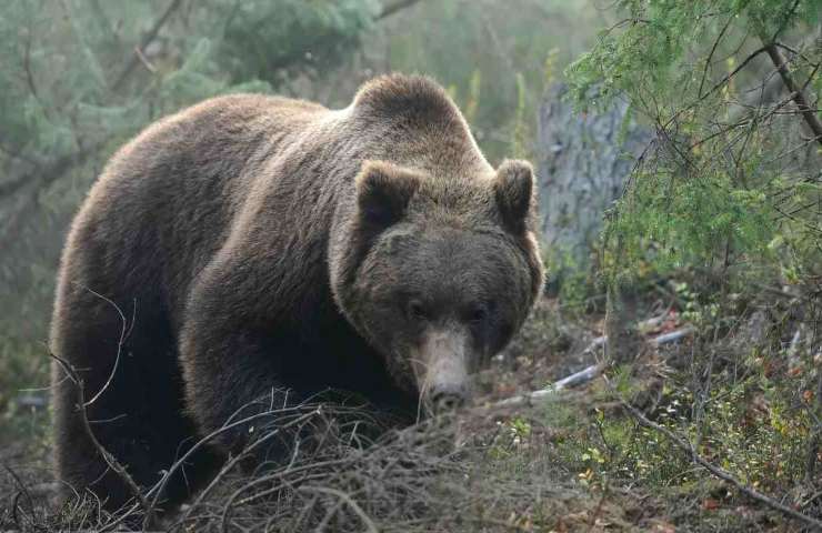 Runner ucciso catturato orso