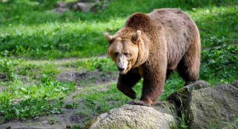 Inseguimento spaventoso: i due orsi terrorizzati cercano di fuggire – VIDEO