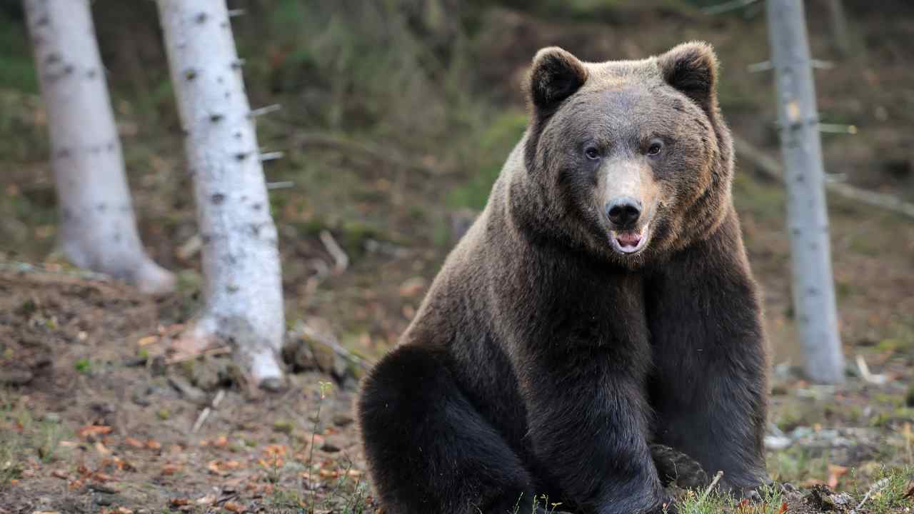 Runner ucciso orso incontro ministro