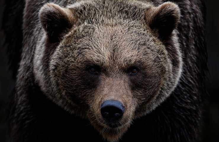 Orso