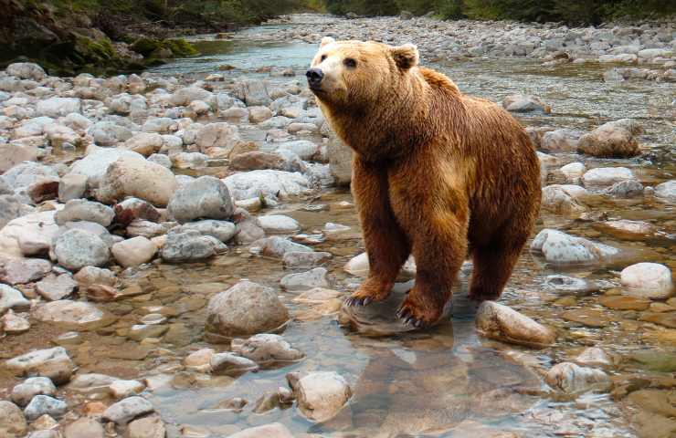 Orso bruno 