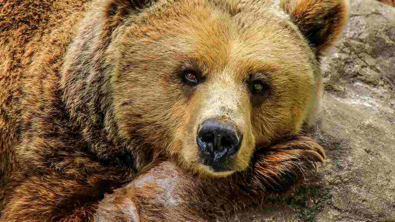 Orso bruno