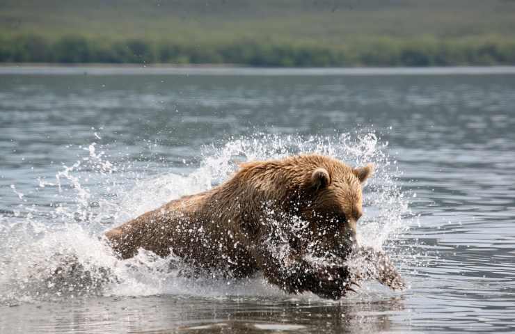 Orso bruno caccia 