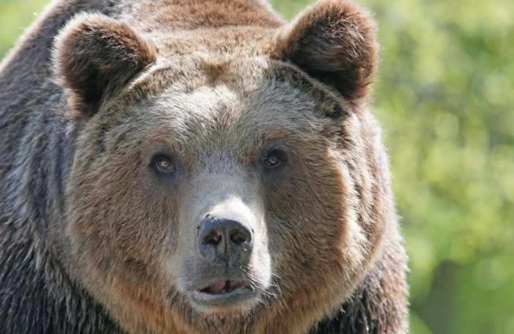 Orso stacca portiera Lamborghini video