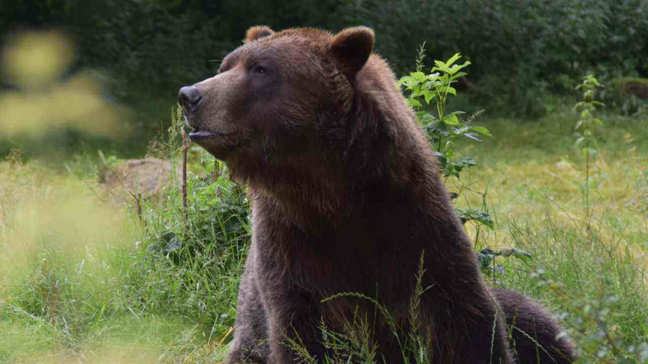 Orso stacca portiera auto video