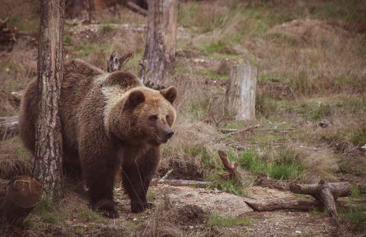 Orso come difendersi attacco Antonelli WWF