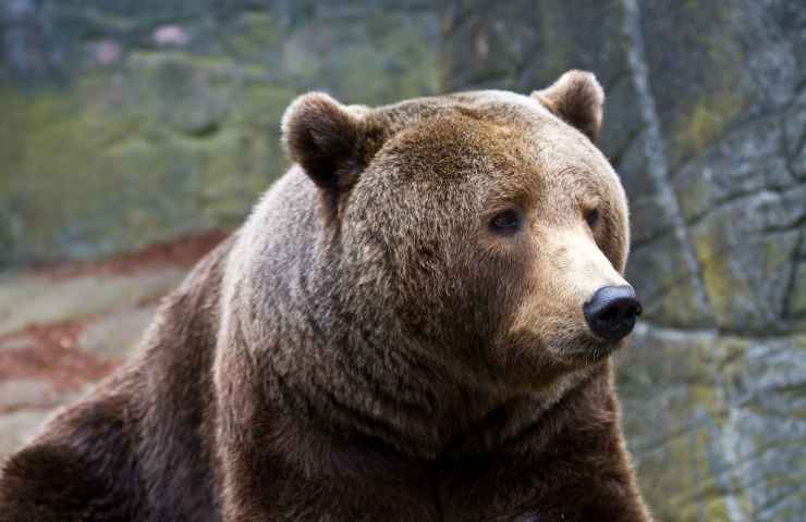 Orso come difendersi attacco WWF