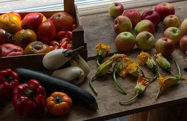 Differenza fiori zucca maschili femminili