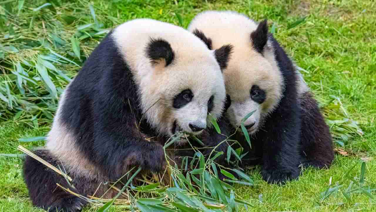 foto di sporting club panda