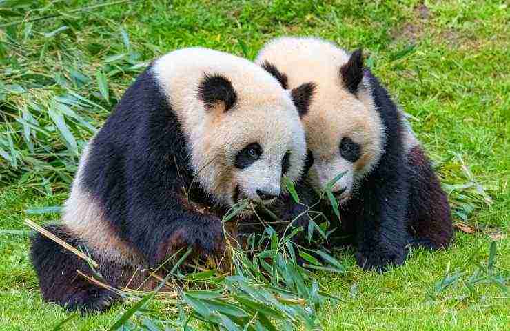 Panda termine gruppo animale