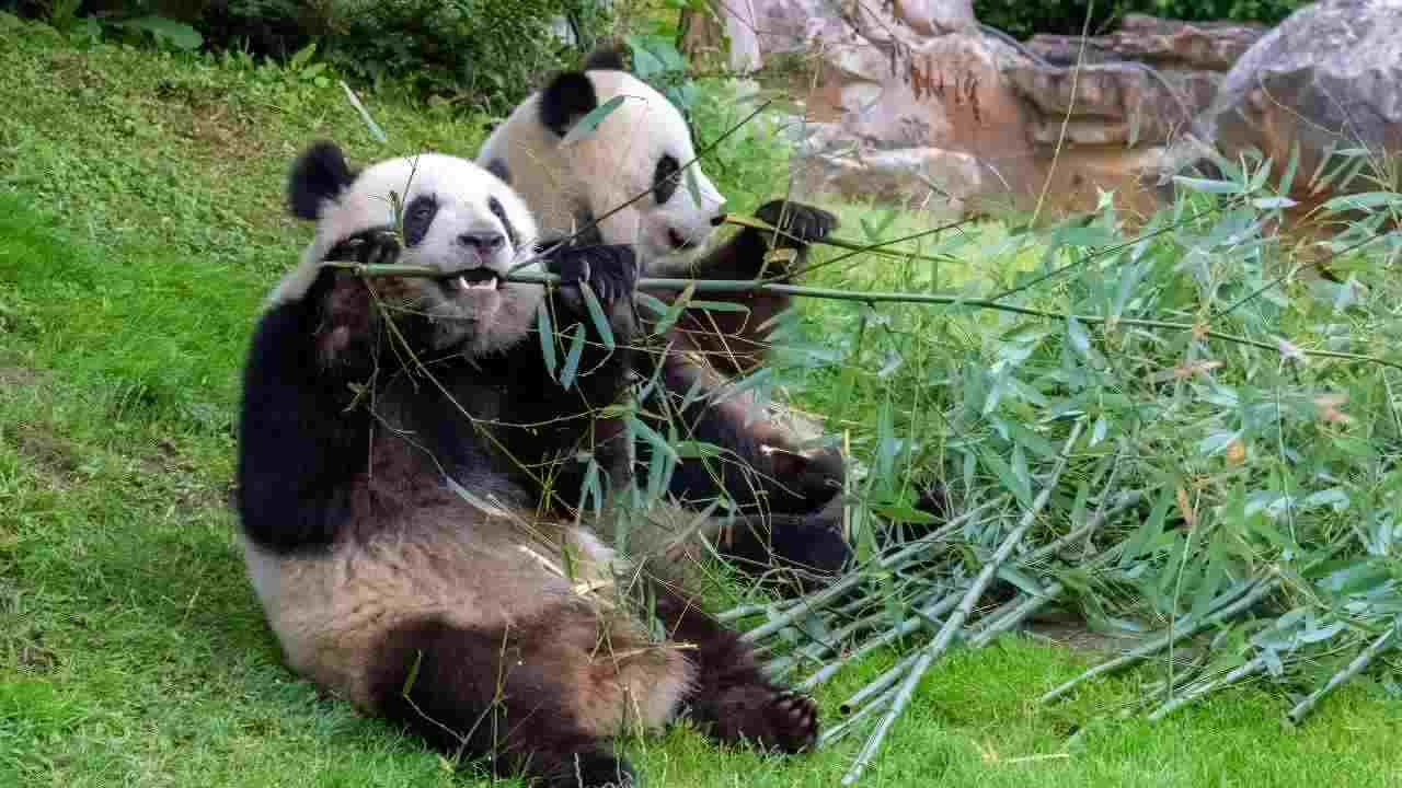 Panda termine gruppo animale