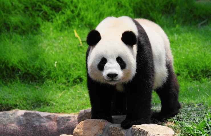 Panda termine gruppo nome