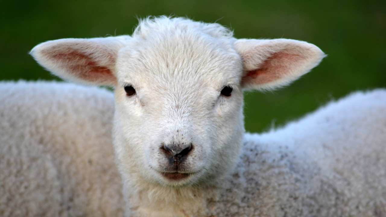 Pecore: è vero che attirano i fulmini?