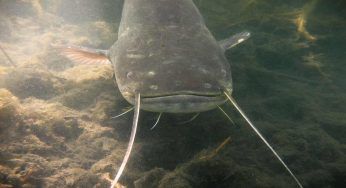Po, pesca da record: un siluro che supera i 2 metri di lunghezza