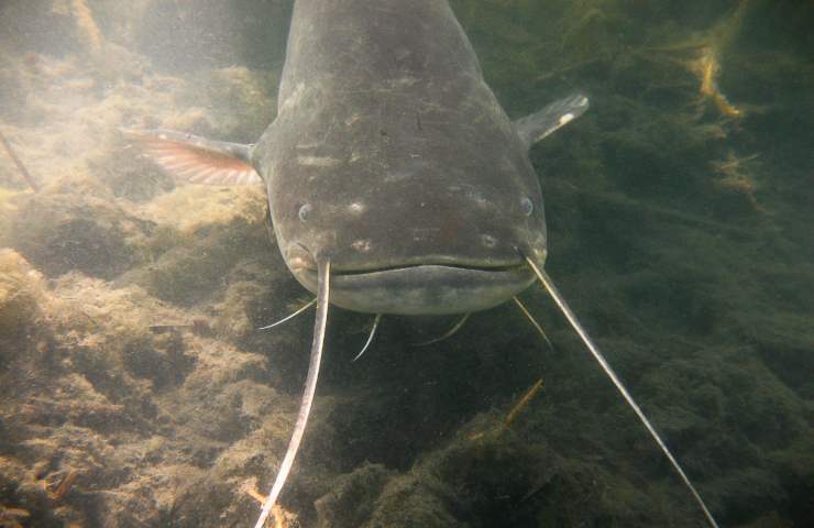 Po pescato pesce siluro grandi dimensioni