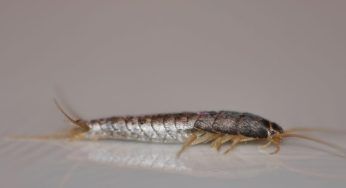 Pesciolini d’argento: scopri il loro nido e potrai liberartene