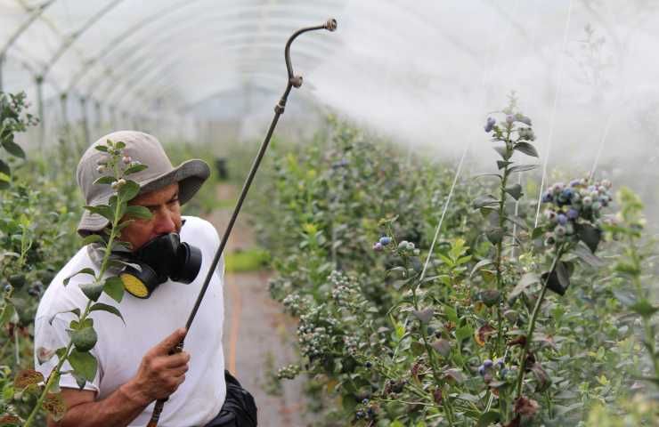 Lime importati Brasile cocktail residui pesticidi illegali