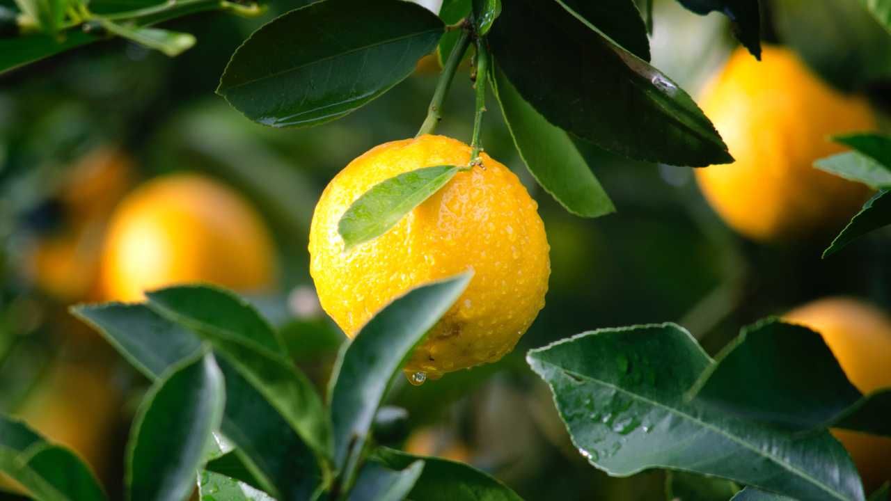 Trucco limone stuzzicadenti spremere succo senza tagliare