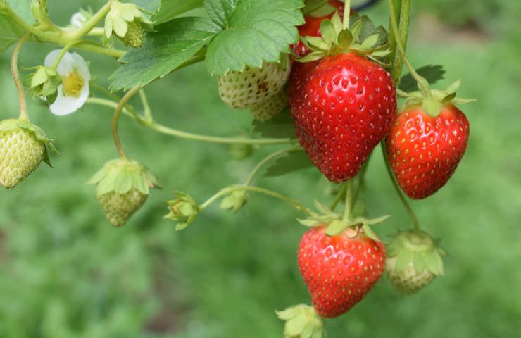 Fragola pineberry ananassa origine frutto bianco